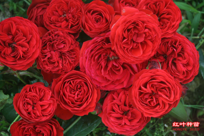 盆栽切花月季苗 黑魔术 黑旋风月季花苗大花月季月季花苗玫瑰花苗