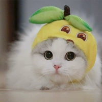 Лимонный рукав сперматозоидов