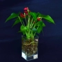 Hoa acrylic thời trang hoa để bàn hoa bình nước văn hóa cây xanh anthurium chậu hoa tre phong phú chậu hoa bình đất - Vase / Bồn hoa & Kệ chậu trồng lan