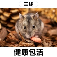 Три -линия пара