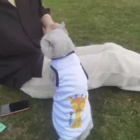 Маленький олени 【Летняя тонкая модель】