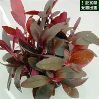 2 стакана орхидеи сердца крови (посылать чашку раковины с водой)