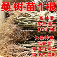 1 саженцы из тутовой куки (купить 3 получить 2 получить 2) Отправить пять корней