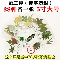 38 больших листьев (метки пластиковой ленты)