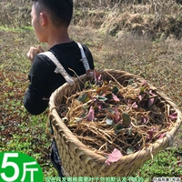 Специальное продукт Guizhou Складывает корни ушей свежую рыбу и нежные корни дикие корни холодные боковые ушные корни 5 фунтов