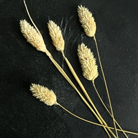 Белая трава драгоценного камня (5)