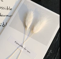 Хвост белого кролика 5