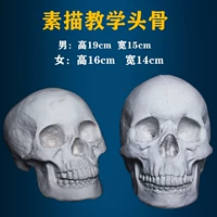 Модель черепа из гипса, художественные учебные пособия подходит для мужчин и женщин, череп