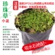 [珍珠草小盆]