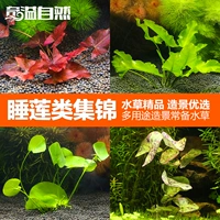 奇溢自然 Рыбная аквариума озеленение водных водных лилий банановая трава водная коробка