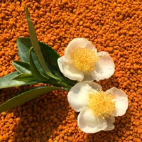 [Новый продукт Huangshan Camellia Powder 500G] [Глубокая гора натуральная активность свежая] Съедобная пчела пыльца