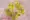 Hoa giả trang trí hoa mô phỏng hoa hồng 10 chiếc 1,5 nhân trang trí hoa nhựa hoa giả hoa lá giả cung cấp trực tiếp - Hoa nhân tạo / Cây / Trái cây lan giả hạc đột biến