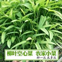 Wellow -Leaf Semach Seeds 250 грамм