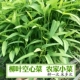Wellow -Leaf Semach Seeds 250 грамм