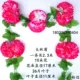 Daqiu Chrysanthemum pink Edge 1