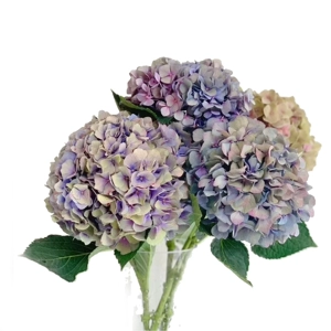 Hydrangea-Lan Qiu