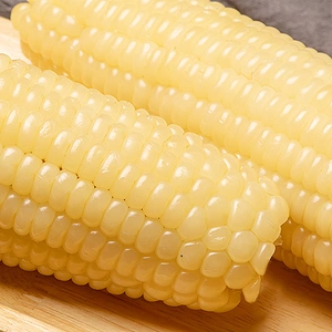[东北白糯玉米240g（冷冻）]