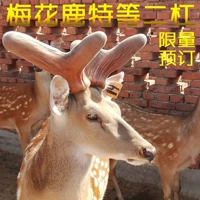 Jilin Sika, оленьи оленя, два бара -персики свежие специальные и другие бархатные рога