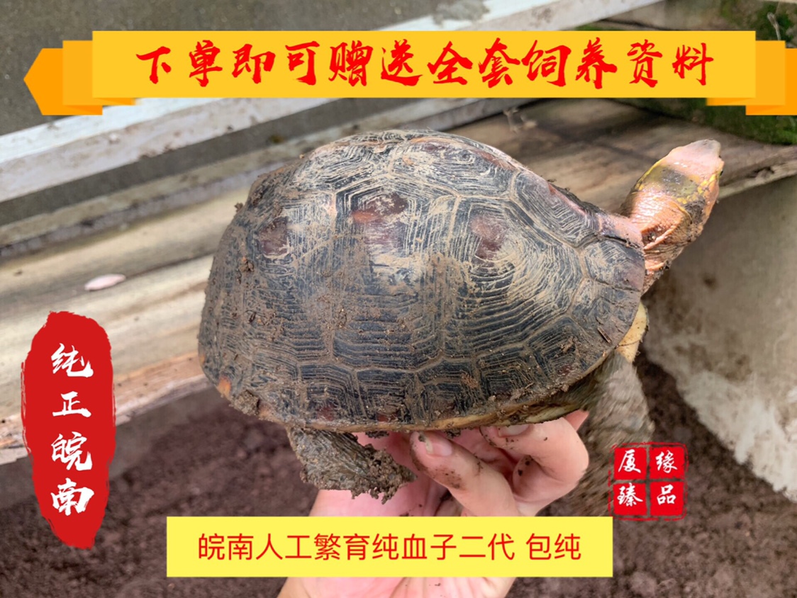 黄缘闭壳龟饲养手册 | 从龟苗到种龟的培育（收藏篇）-搜狐