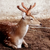 Свежая рога Sika Deer в горе Чанбай, Jilin, северо -восточный Китай, вырезал рогарную питательную лису