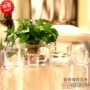 Bình thủy canh bình thủy tinh hình chữ nhật bể cá Guanyin bình thủy tinh chai vuông - Vase / Bồn hoa & Kệ chậu vuông trồng cây
