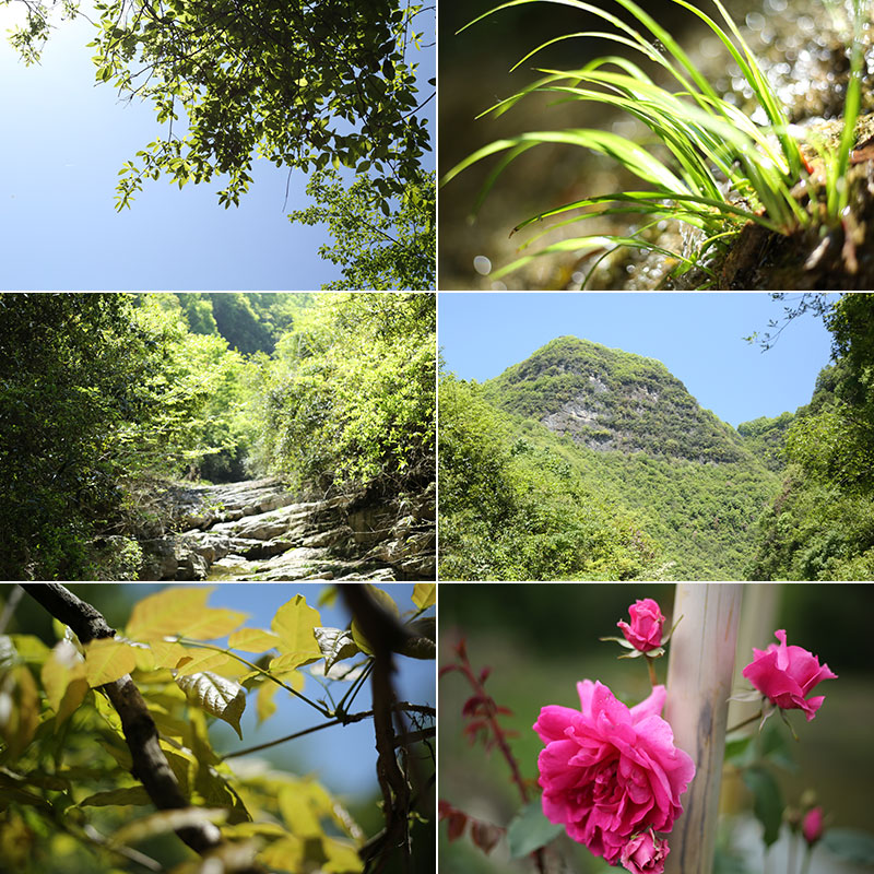 野外山林植物花卉种植月季花玫瑰花绿植风景特写照片高清图片素材