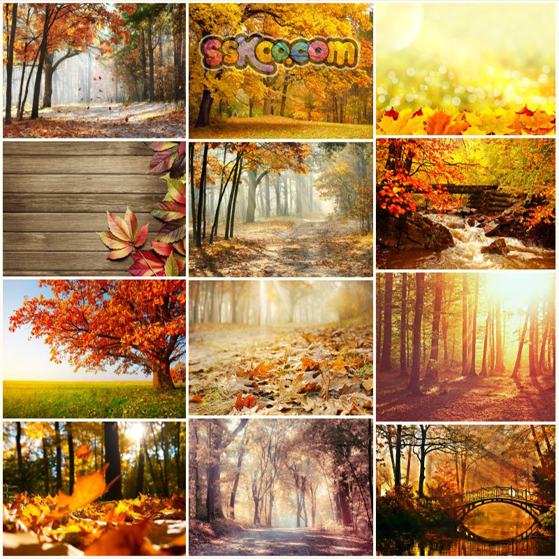 秋日树林落叶美景高清JPG摄影照片4K壁纸背景图片插图设计素材
