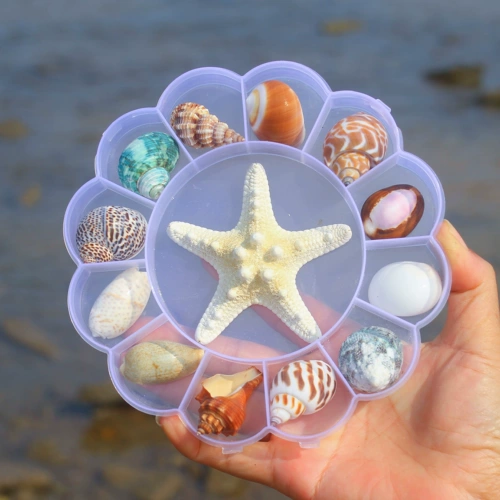 Натуральный комбинированный аквариум, декор, научно-популярный образец для раннего возраста, подарок на день рождения