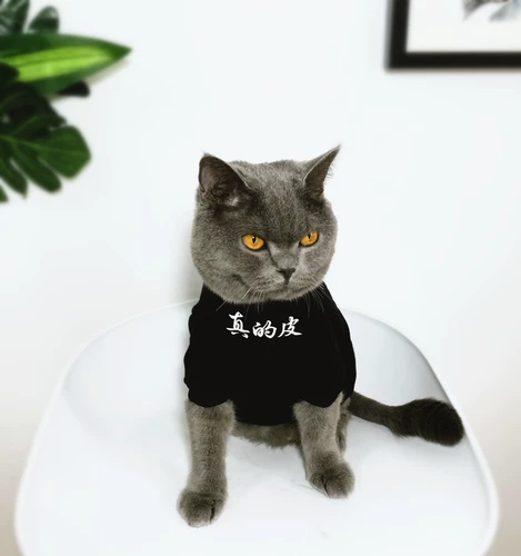 Оригинальный прилив бренд PET Thin Cat Одежда, собака -родительская патальника для домашних животных, кошачья одежда, китайские иероглифы, я просто кожа