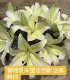 Многооборотные шипы Huang Tianba Lily 10