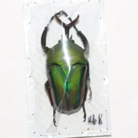 Самец №17 48мм