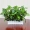 Cây mô phỏng hoa giả và cây nhựa xanh củ cải phòng khách nội thất nhà vườn trang trí chậu giả cây xanh trang trí cây cảnh - Hoa nhân tạo / Cây / Trái cây