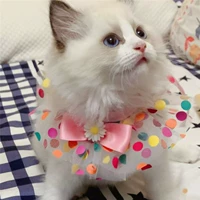 Розовая хризантема