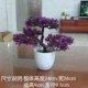 Флуоресцентный зеленый 【ganoderma lucidum lotus color】