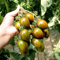 6 -Color томатные саженцы 6 деревьев