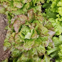 6 саженцев салата желчника