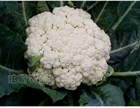 Оранжево-красный