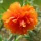Европейское оранжевое солнце цветок 20 000 капсул+2 пачки жира