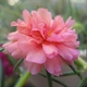 Стоматологический лепесток розовый солнечный цветок 20 000 капсул+2 пачки удобрения