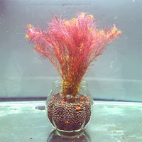 Арбуз красная и красная сосна Вей приносит бутылку к нижним удобрениям.