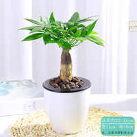 植心园艺发财树盆景招财盆栽券后9.8元包邮