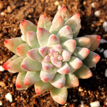 阳辰多肉植物树冰 精养特价出货 满200包邮顺丰