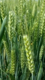 Еда свежее уши ушей с пшеницей