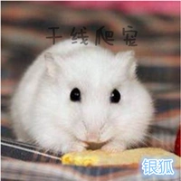 Одна серебряная лиса (потратьте время, чтобы занять обозначения отца и матери)