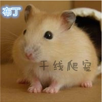 Один пудинг (запишите заметки)