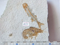 Натуральные группы ископаемые ископаемые домашние украшения растения насекомого омара раковины снаряда улитка древнее существо Ностальгическое образец DX9999