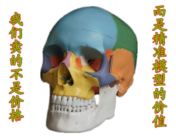 Mô phỏng hộp sọ người mô hình hộp sọ nhỏ mô hình y tế nghệ thuật sao chép nghệ thuật với tỷ lệ xương người - Chế độ tĩnh