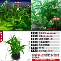 Южноамериканский Qingzhu 5 см посадка круглый
