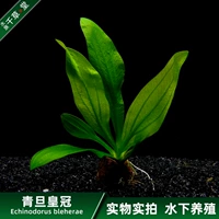 Qiancaotang Aquatic Aquarium Tank Рыба