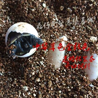 4 яйца черепах снабжены оборудованием и кормом